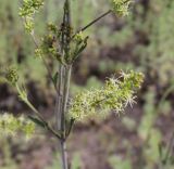 Silene borysthenica