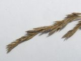genus &times; Festulolium