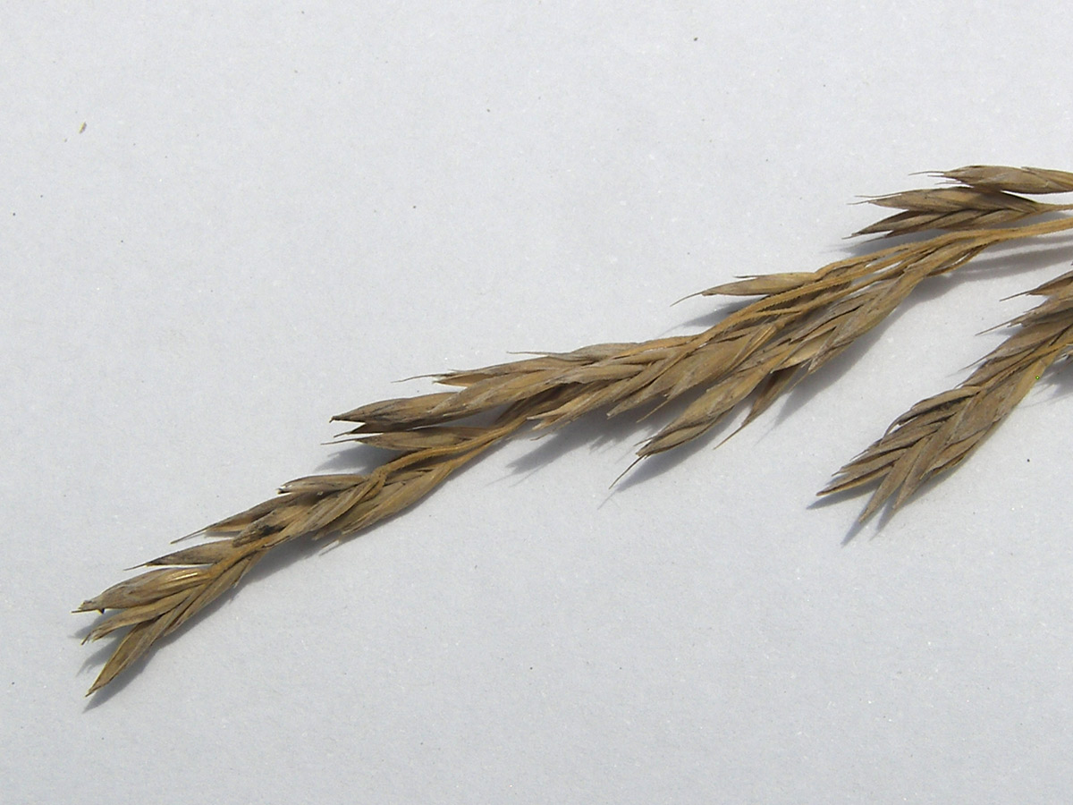 Image of genus × Festulolium specimen.