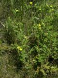 Potentilla longifolia