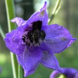 Delphinium elatum