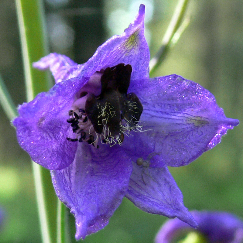 Image of Delphinium elatum specimen.