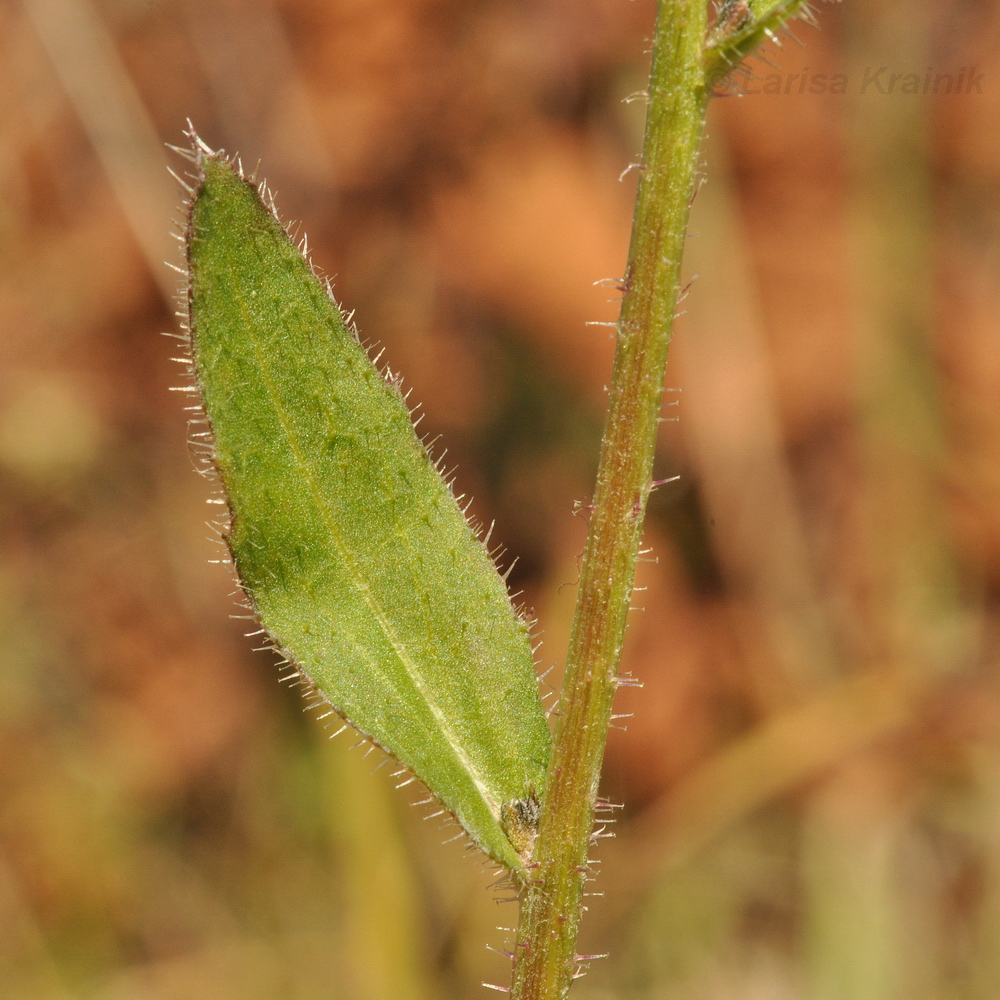 Image of genus Picris specimen.