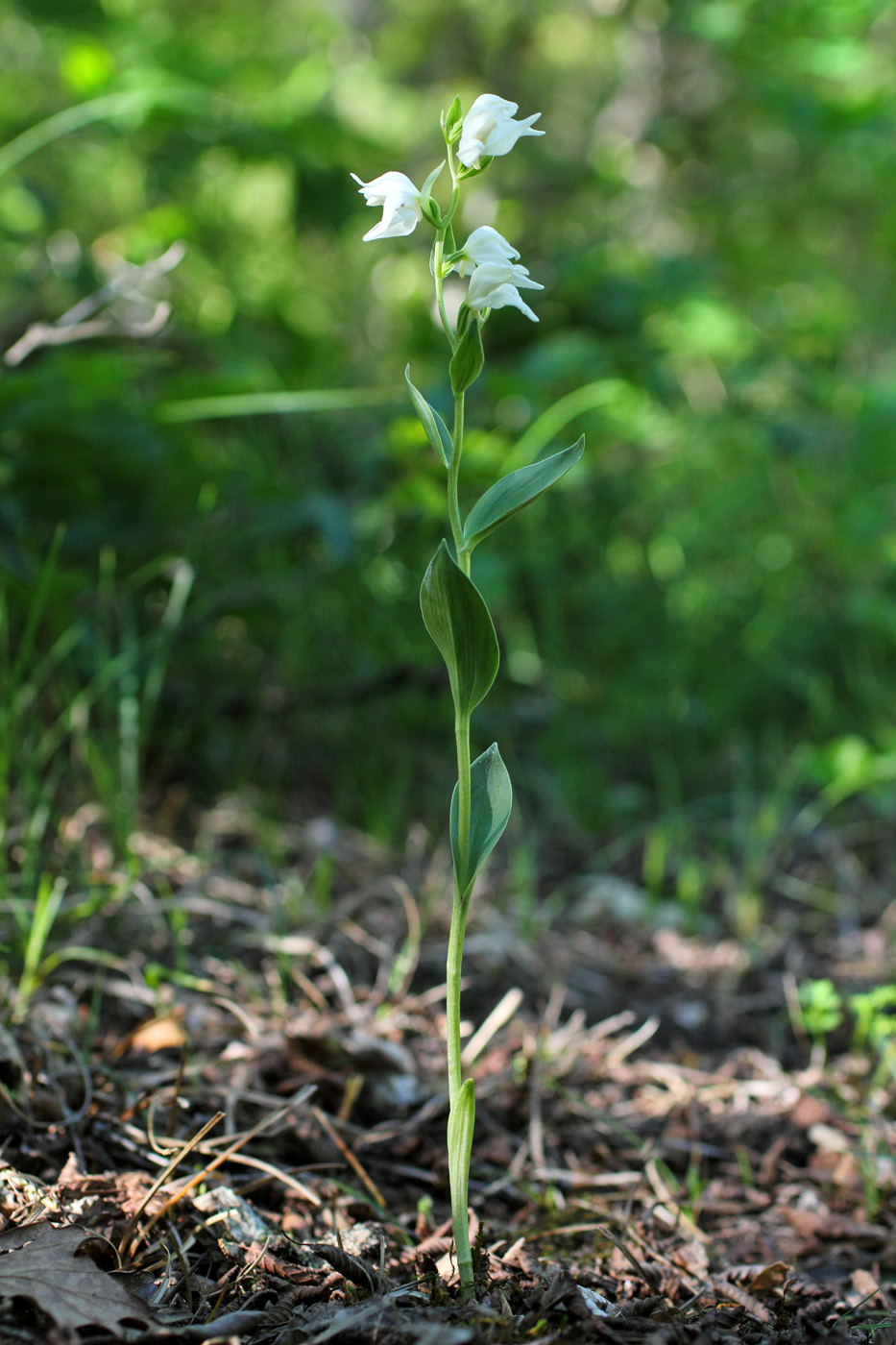 Изображение особи Cephalanthera epipactoides.