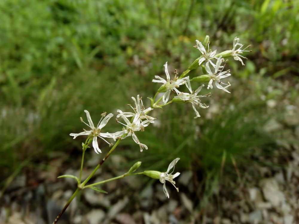 Изображение особи Silene foliosa.