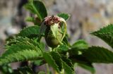 Rosa cuspidata. Плод и сегменты листьев. Республика Адыгея, Майкопский р-н, ок. 3 км к северу от пос. Гузерипль, восточный склон горы Казачья, выс. ок. 1200 м н.у.м., луг со скальными обнажениями. 24.07.2016.