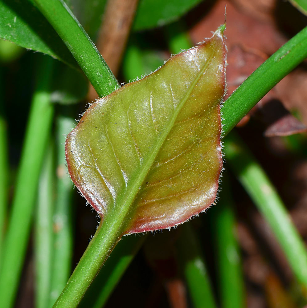 Image of Limonium perezii specimen.