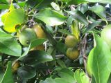 Atractocarpus fitzalanii
