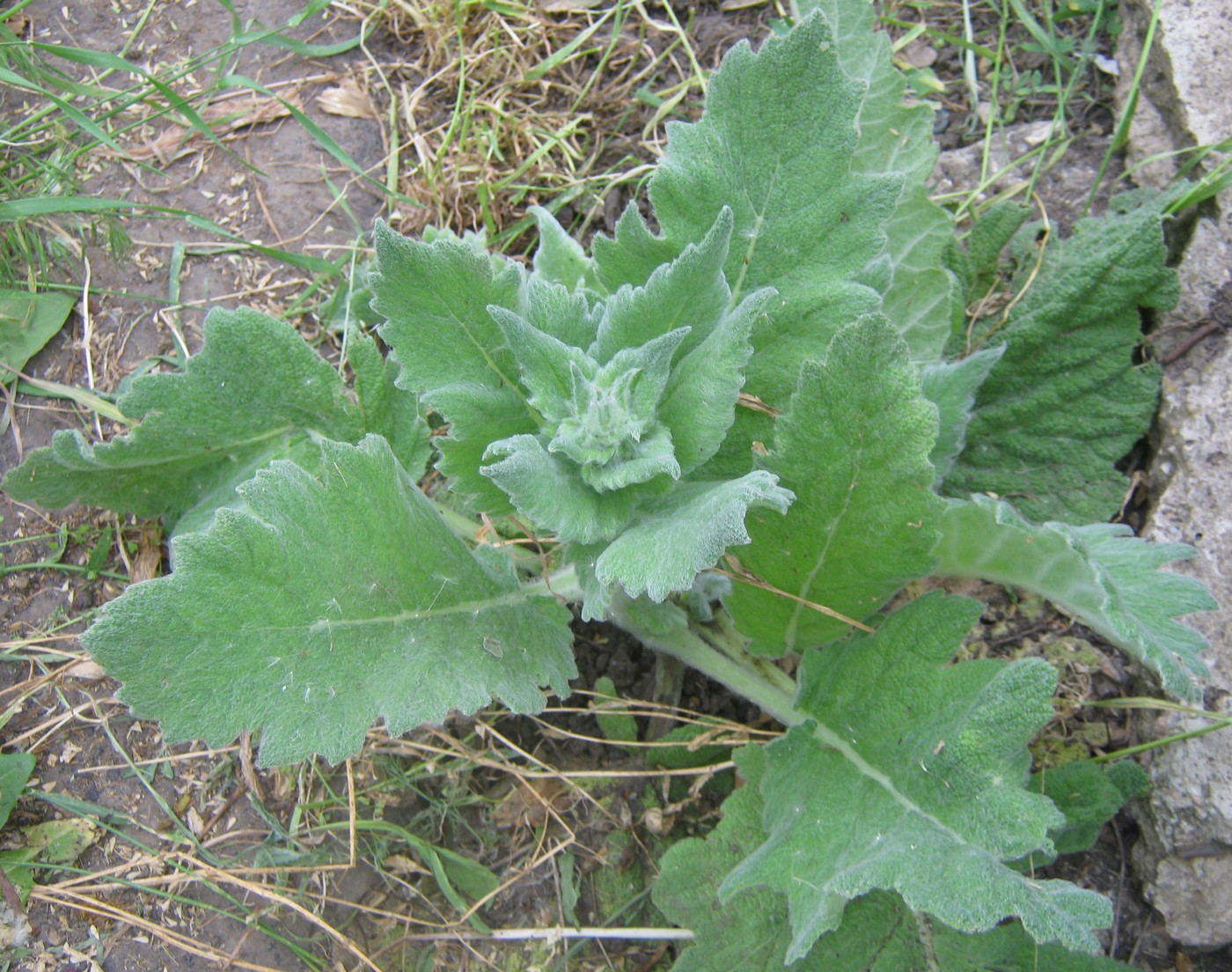 Image of Salvia aethiopis specimen.