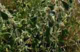 Marrubium vulgare