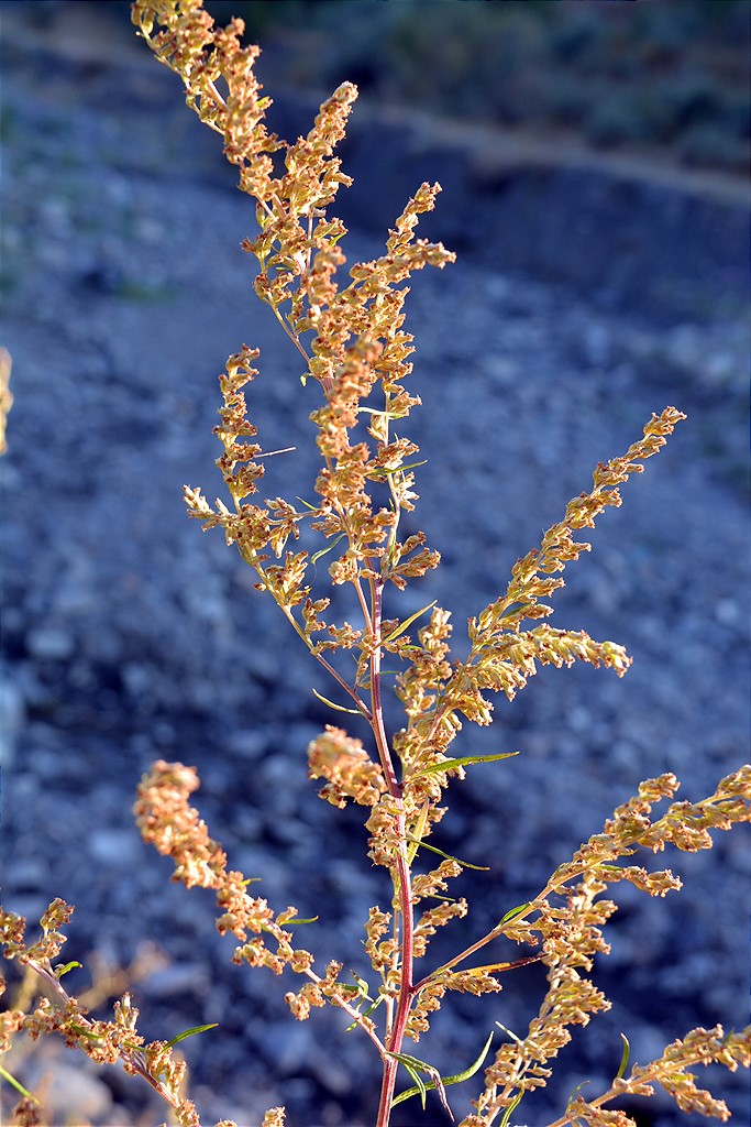 Image of Artemisia vulgaris specimen.