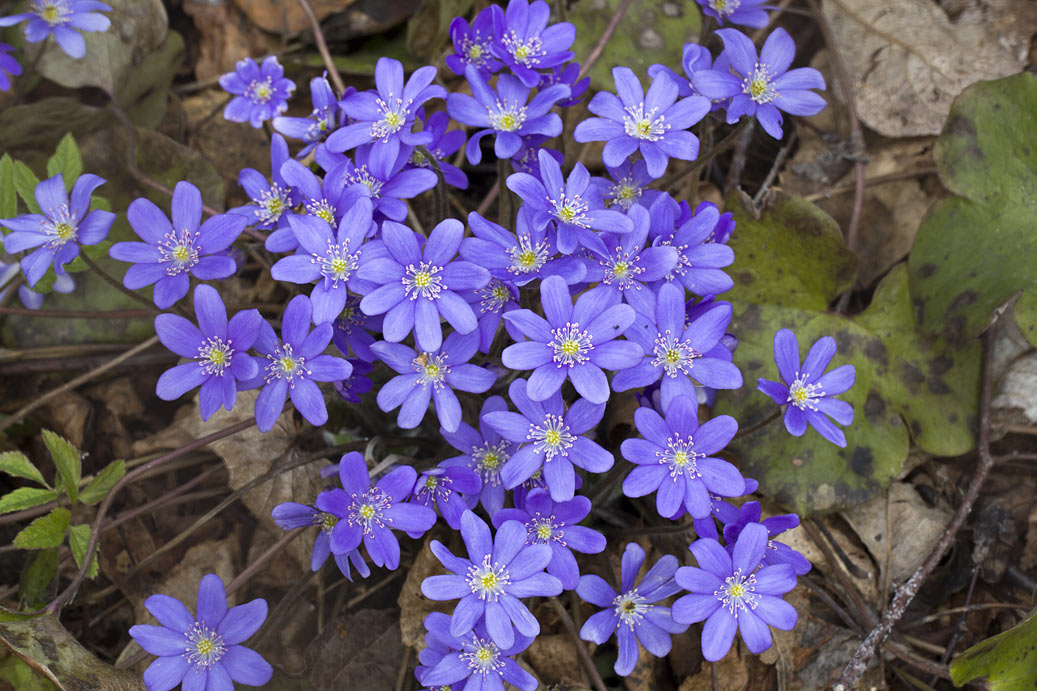 Image of Hepatica nobilis specimen.