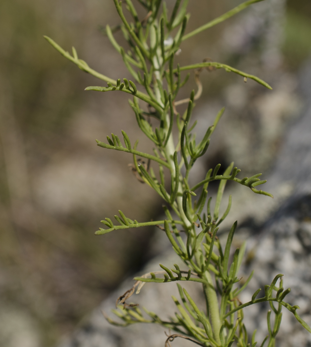 Image of Veronica pinnata specimen.