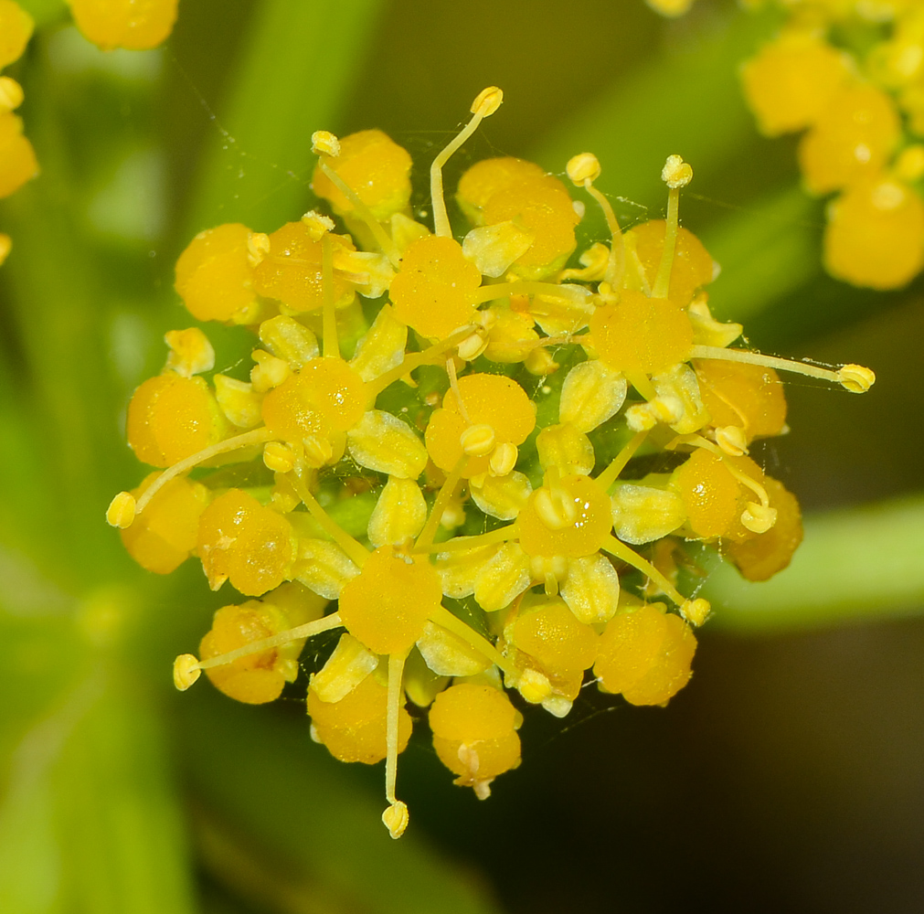 Image of Astydamia latifolia specimen.