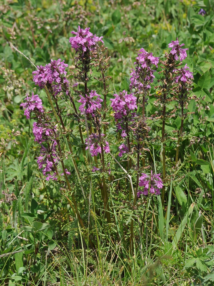 Изображение особи Pedicularis macrochila.