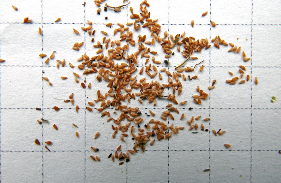 Image of Lythrum salicaria specimen.