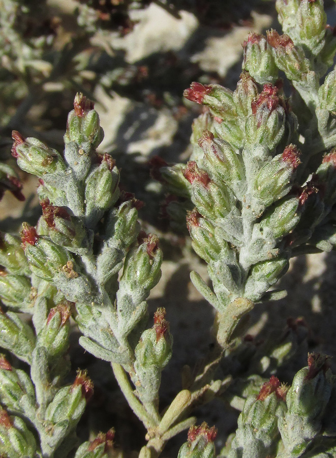 Изображение особи Artemisia lercheana.