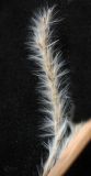 Miscanthus purpurascens