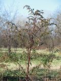 Artemisia annua