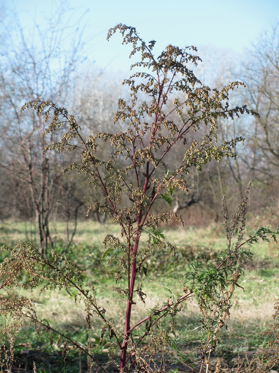 Изображение особи Artemisia annua.