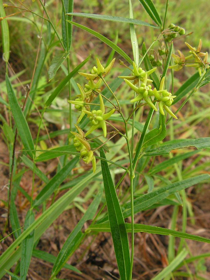 Image of Pycnostelma paniculatum specimen.