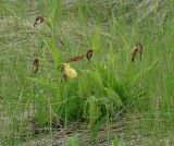 Cypripedium calceolus. Отцветающее растение. Иркутская обл., Усольский р-н, окр. пос. Биликтуй, долина р. Китой, луг. 20.06.2016.