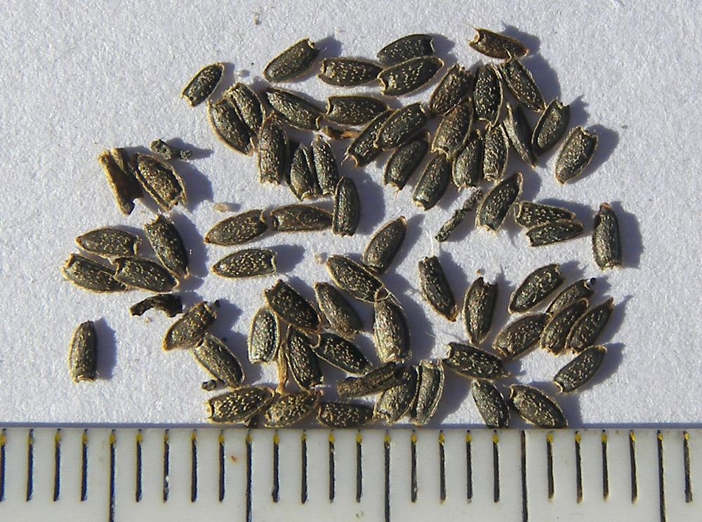 Image of Acmella oleracea specimen.