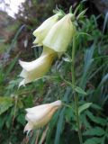 Digitalis grandiflora