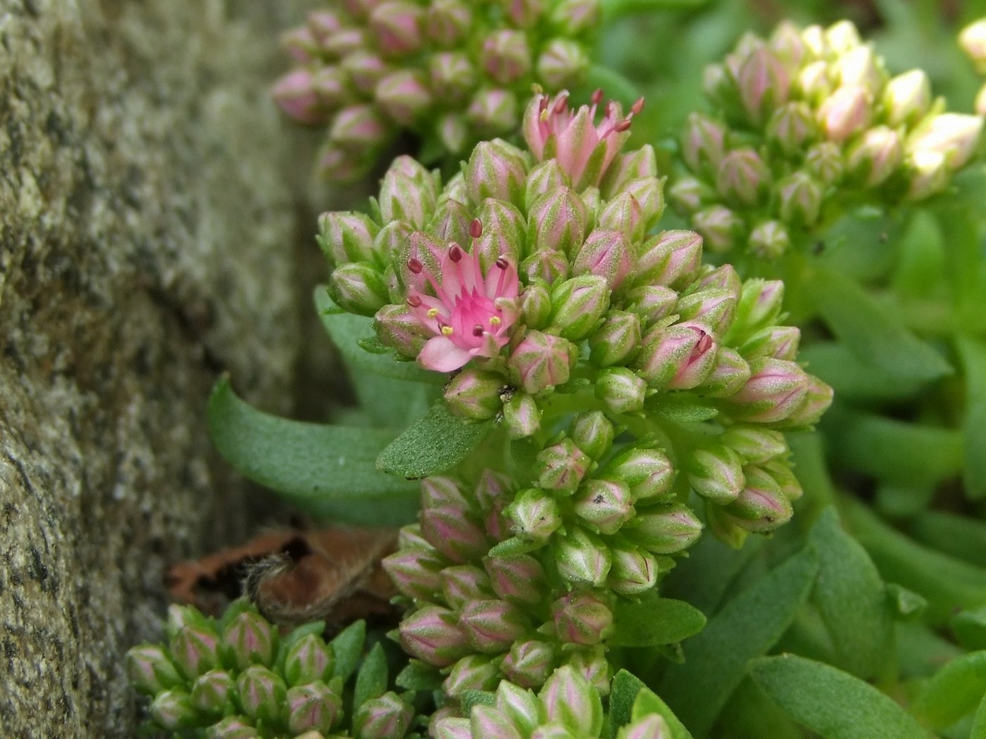 Изображение особи Hylotelephium cyaneum.