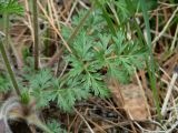 Pulsatilla regeliana