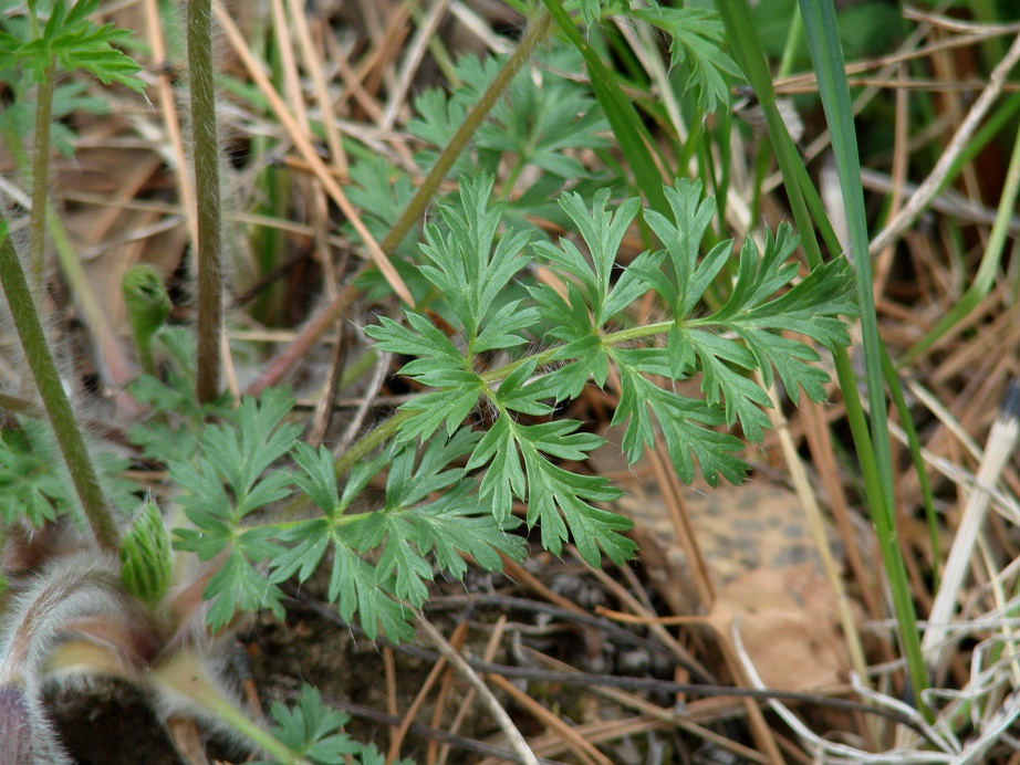 Изображение особи Pulsatilla regeliana.