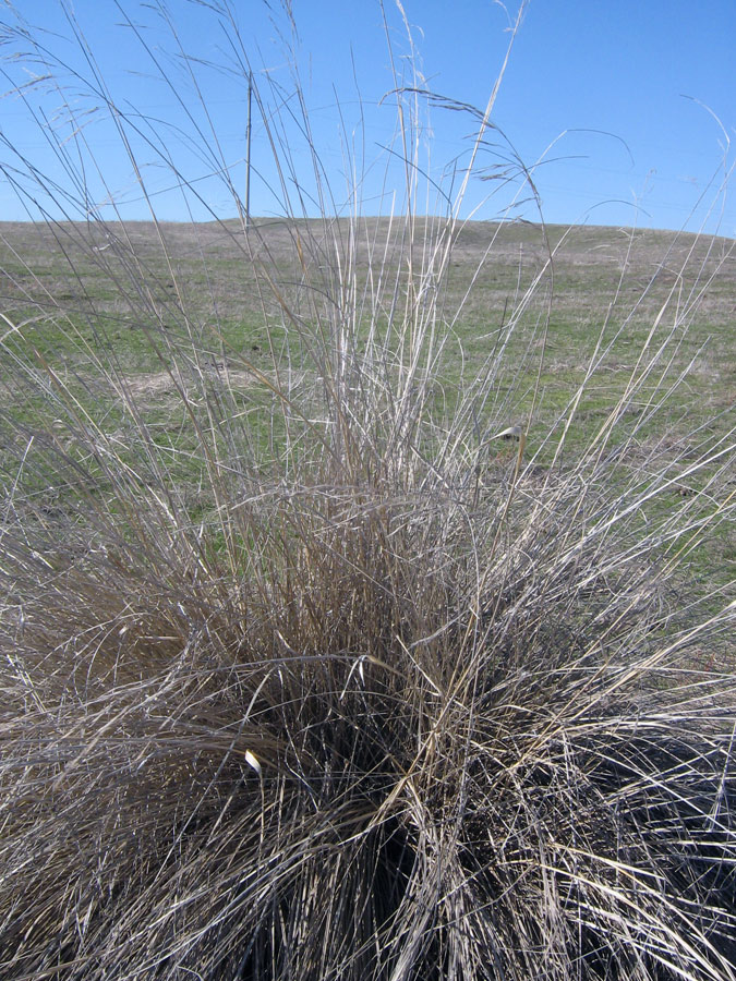 Image of Neotrinia splendens specimen.