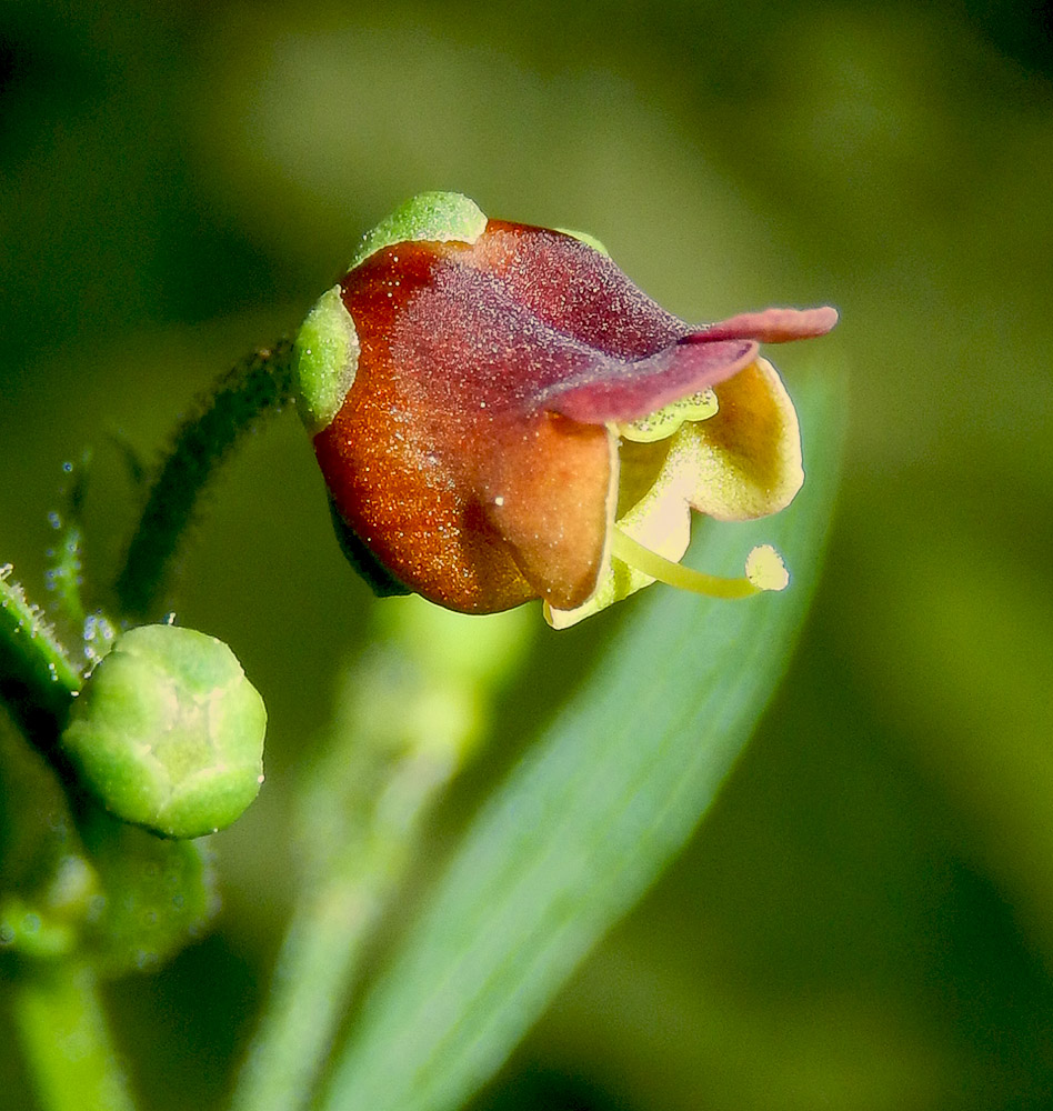 Изображение особи Scrophularia scopolii.