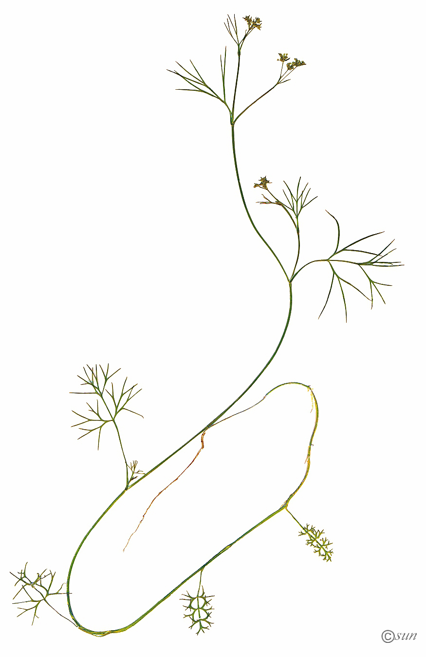 Image of Trachyspermum ammi specimen.