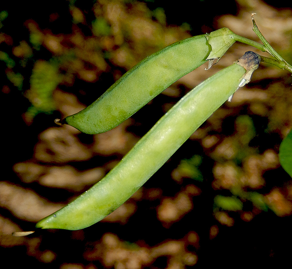 Image of Lathyrus miniatus specimen.