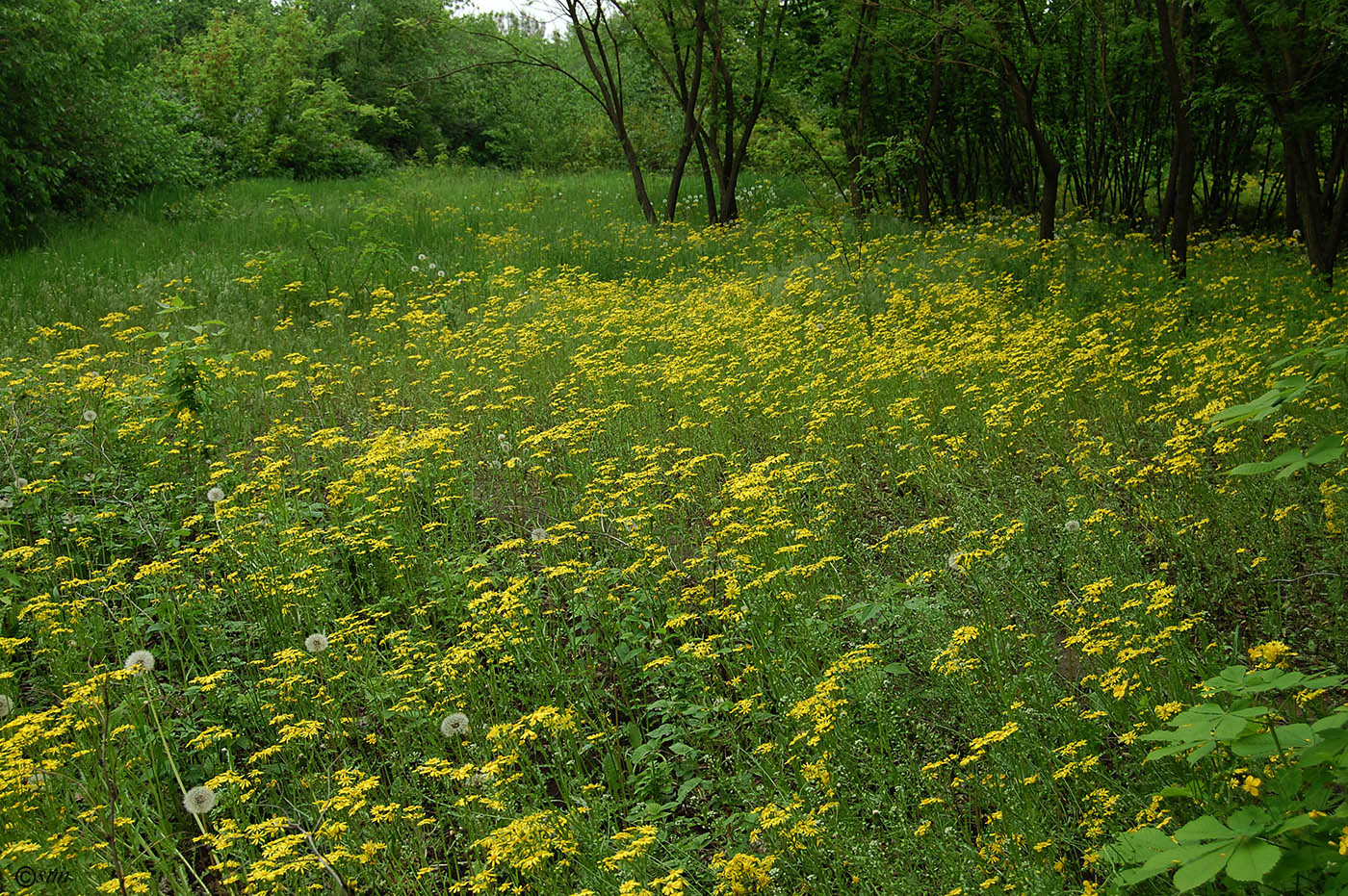 Image of Senecio vernalis specimen.