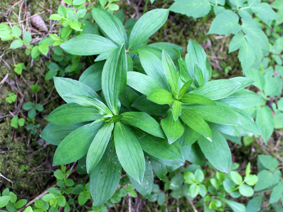 Изображение особи Lilium martagon.