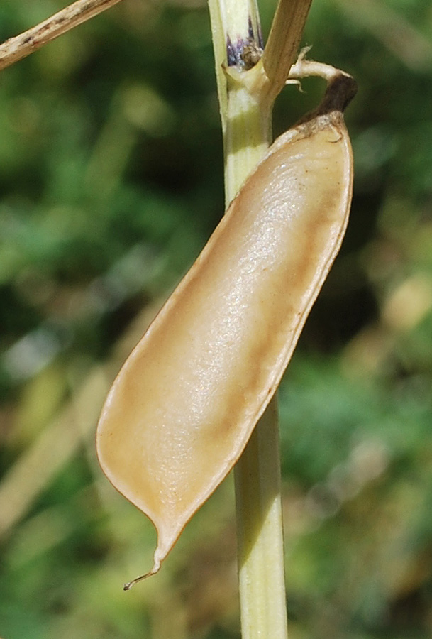 Image of Vicia hyrcanica specimen.