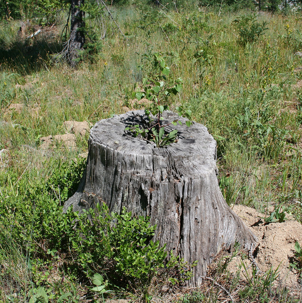 Image of Betula pendula specimen.