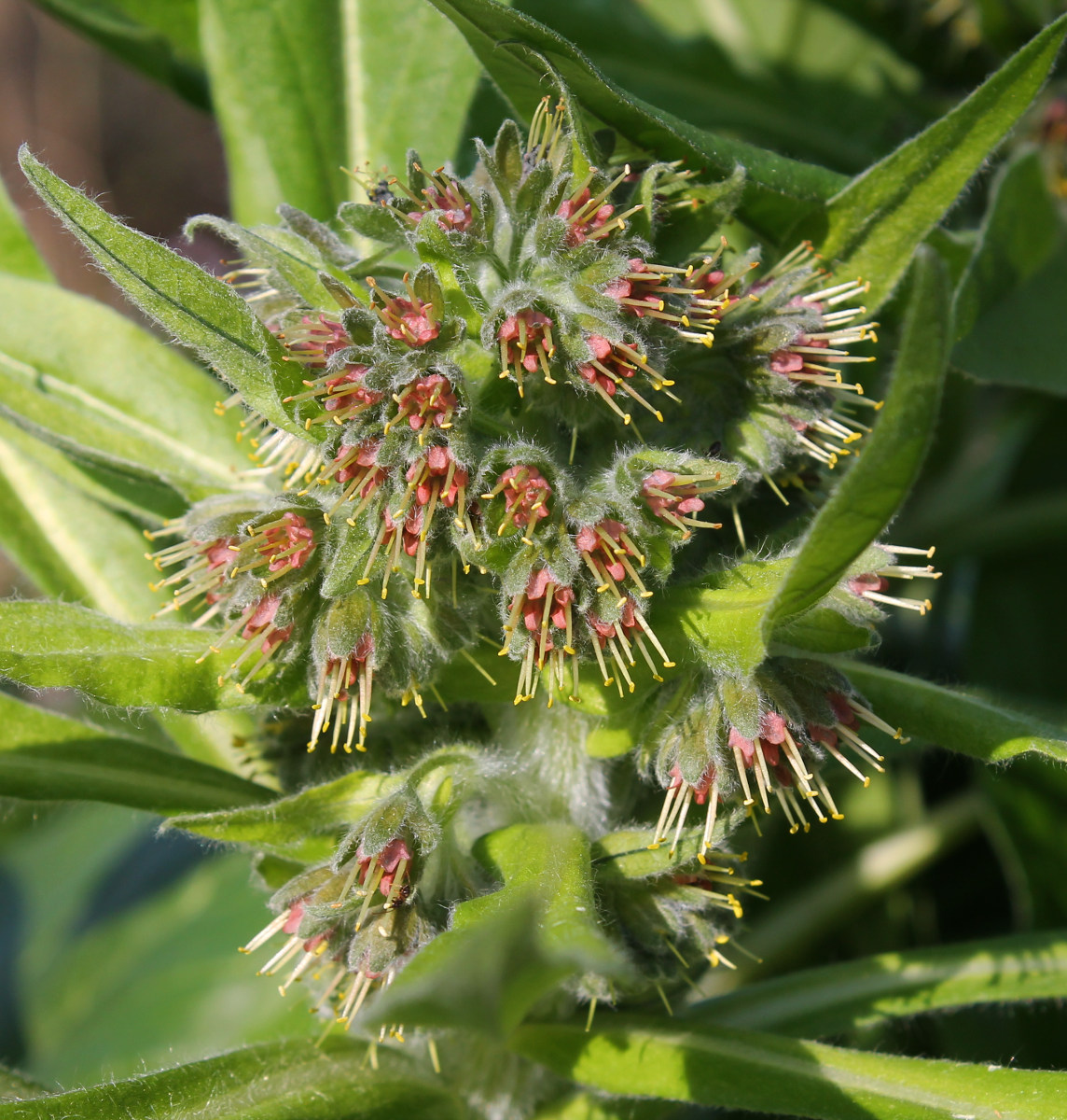 Изображение особи Solenanthus biebersteinii.