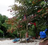 Terminalia catappa