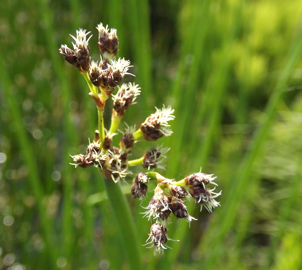 Изображение особи Schoenoplectus lacustris.