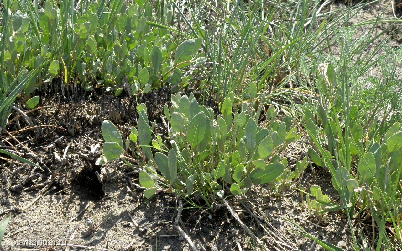 Изображение особи Halimione verrucifera.