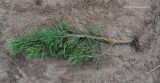 Pinus sibirica
