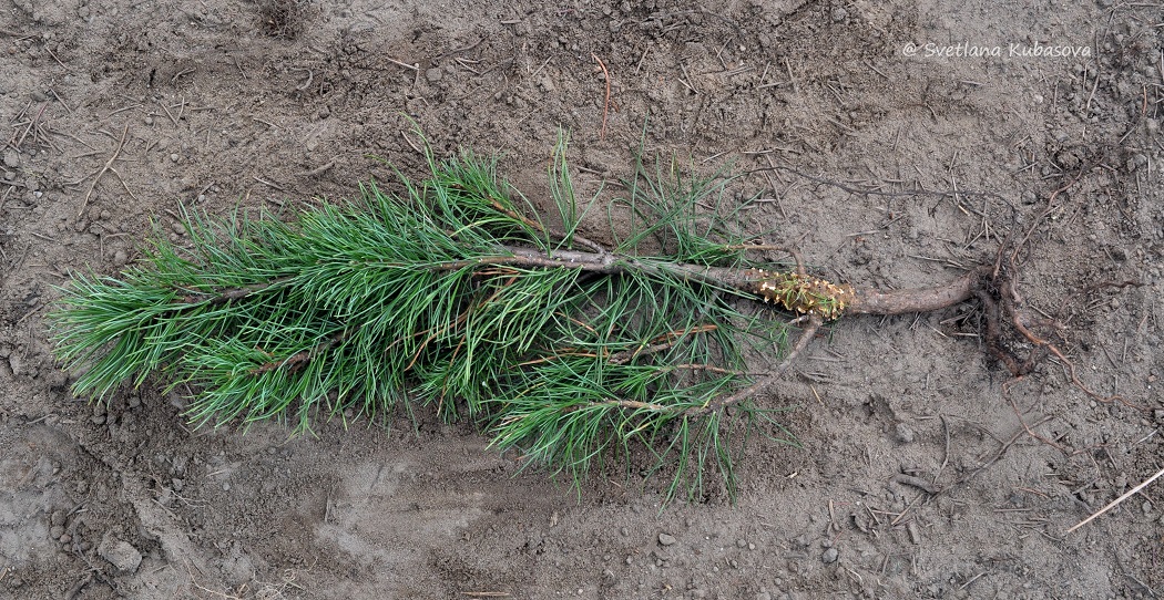 Image of Pinus sibirica specimen.