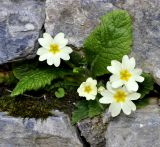 Primula vulgaris