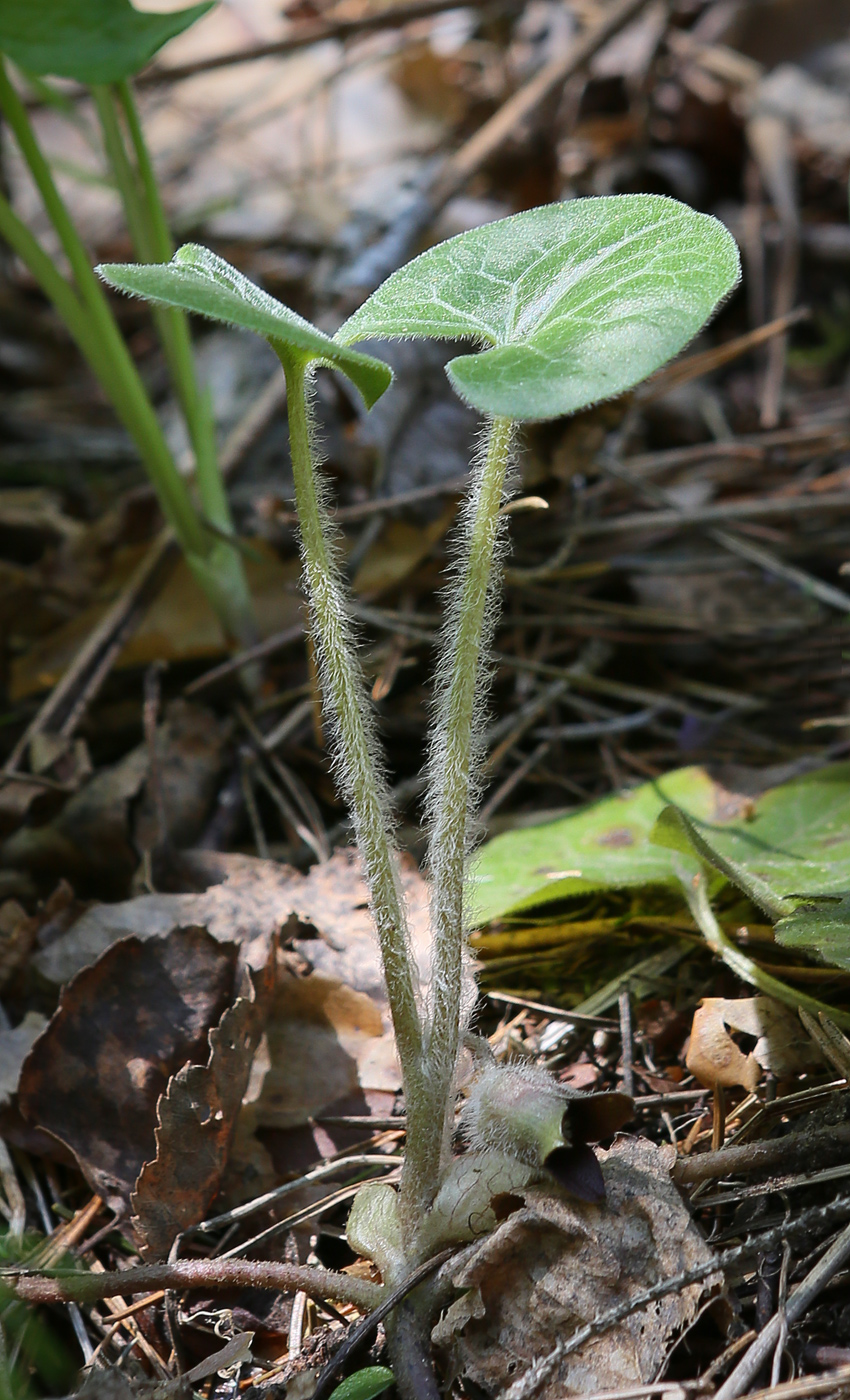 Изображение особи Asarum europaeum.