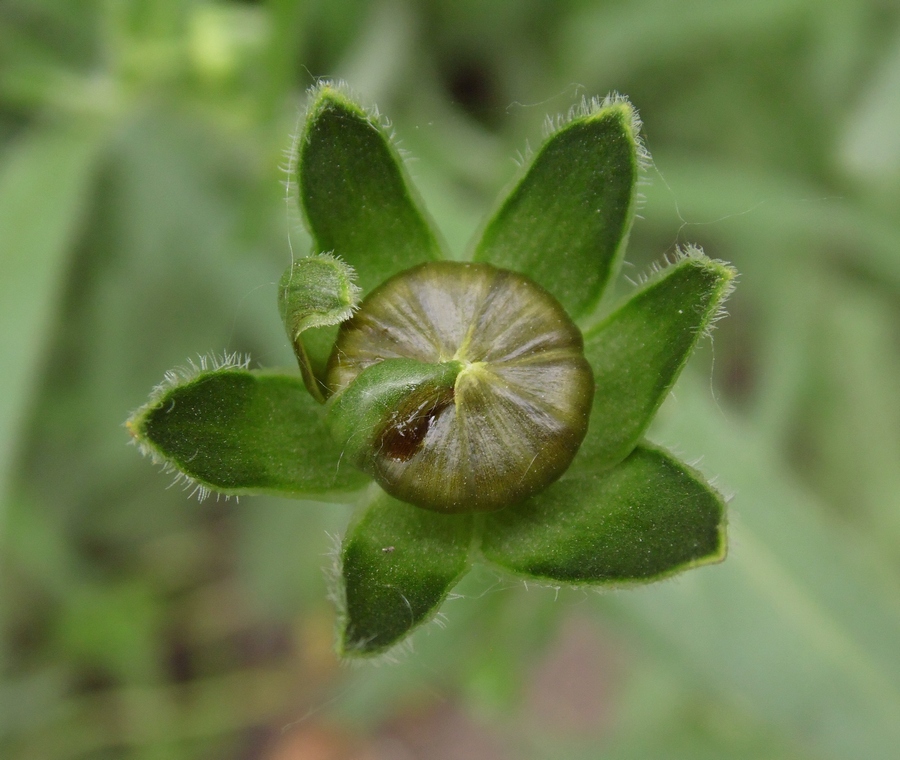 Изображение особи Coreopsis grandiflora.