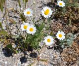 Anthemis