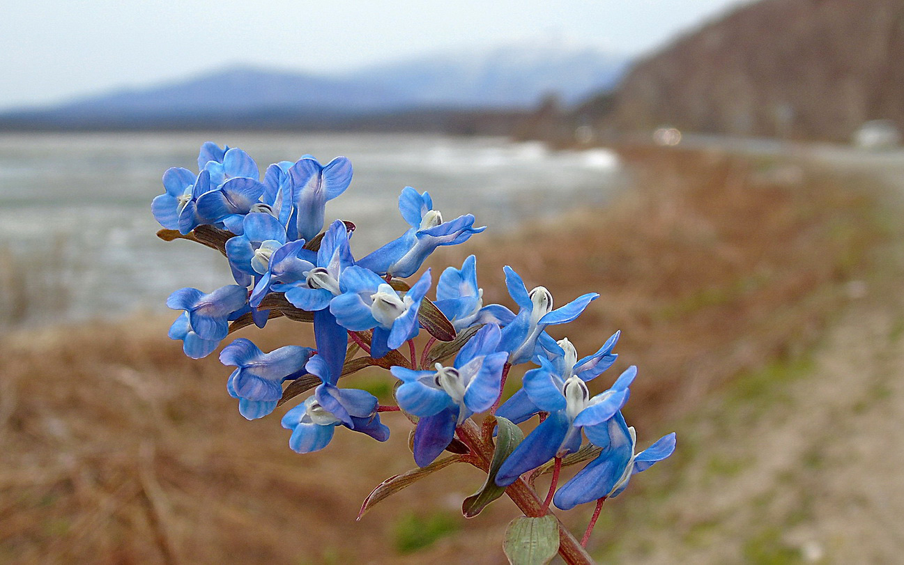 Image of Corydalis ambigua specimen.